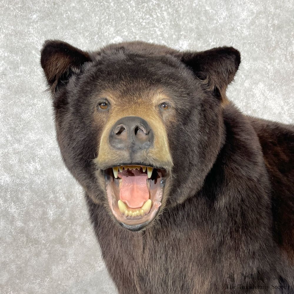 Black Bear Life-Size Mount For Sale #26743 @ The Taxidermy Store