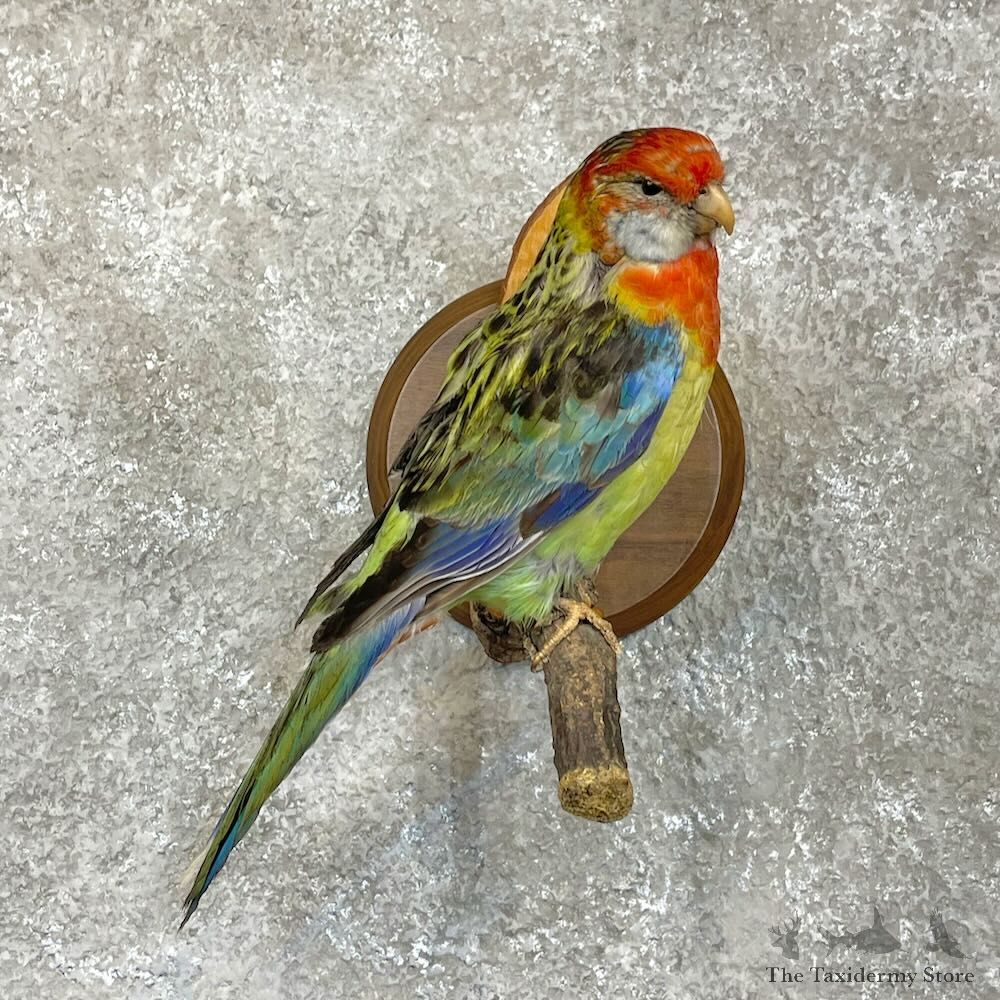Eastern Rosella Mount For Sale #28072 @ The Taxidermy Store