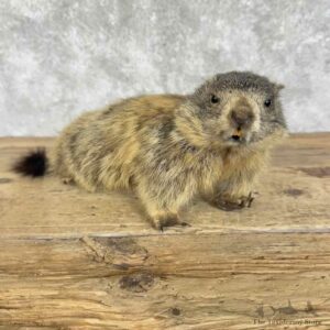 Yellow-Bellied Marmot Life-Size Mount For Sale #30713 @ The Taxidermy Store