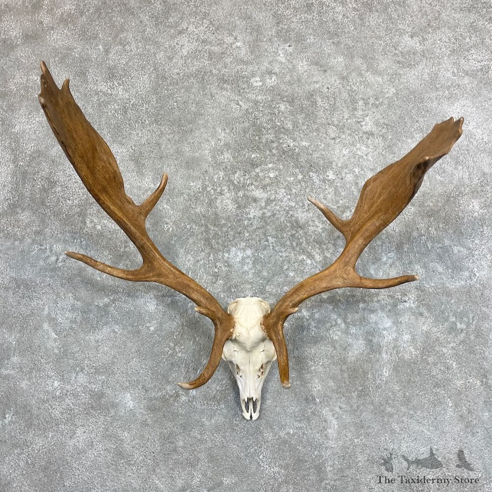 Fallow Deer Skull Antler European Mount For Sale #28052 @ The Taxidermy Store