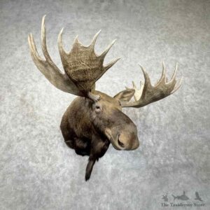 Canadian Moose Shoulder Mount For Sale #30658 @ The Taxidermy Store