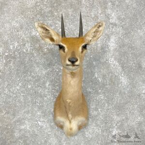 African Steinbok Taxidermy Shoulder Mount #24184 - The Taxidermy Store