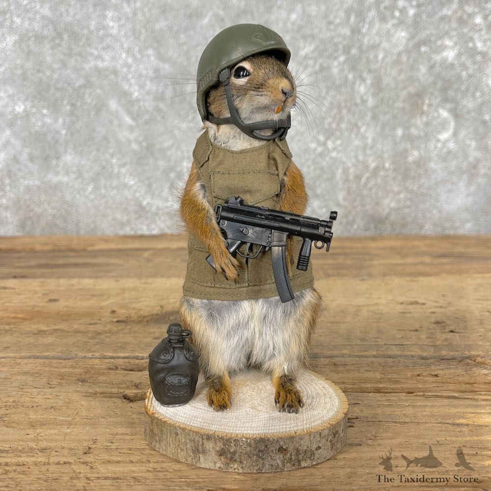 Patriot Squirrel Novelty Mount For Sale #26092 @ The Taxidermy Store