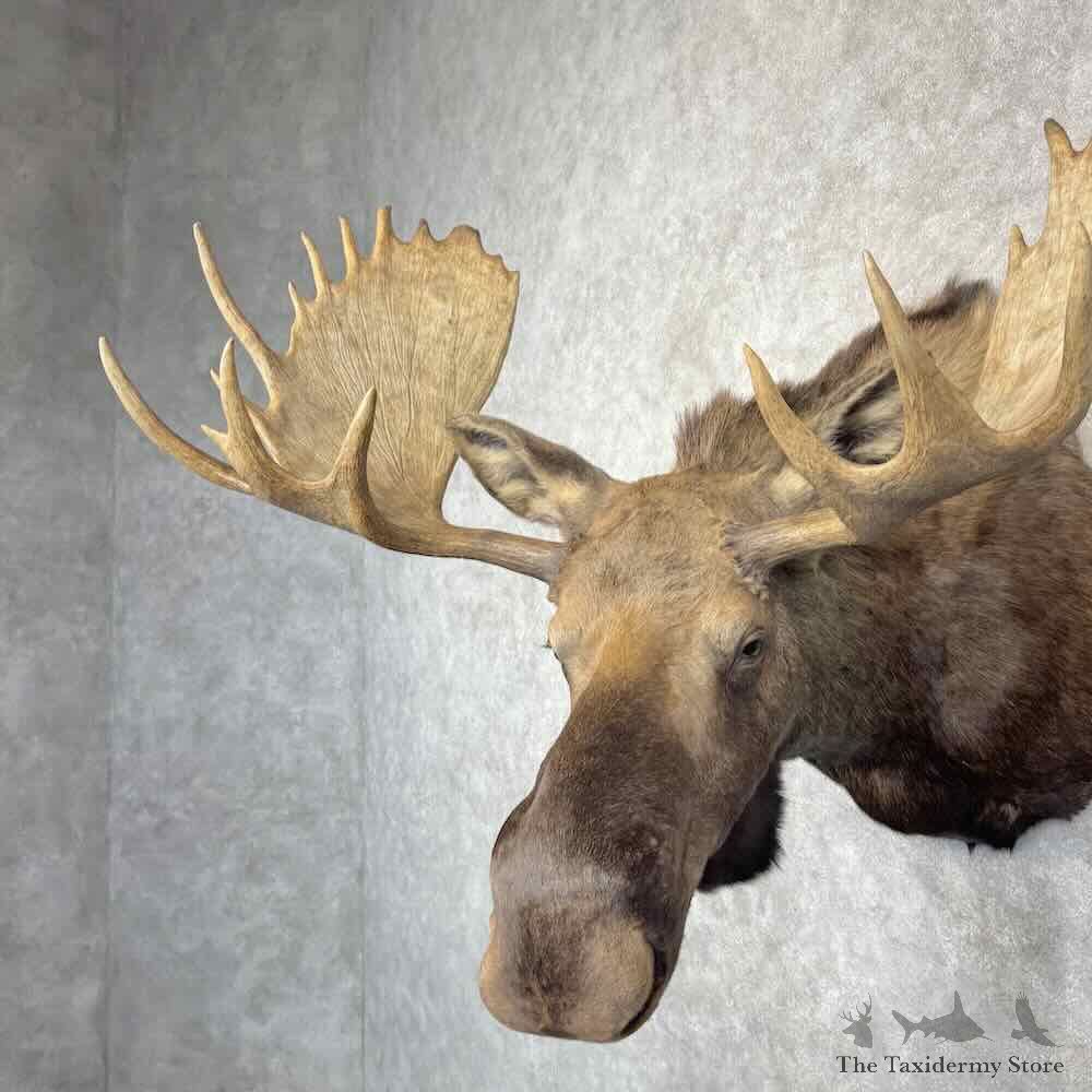 Canadian Moose Shoulder Mount For Sale #30366 @ The Taxidermy Store