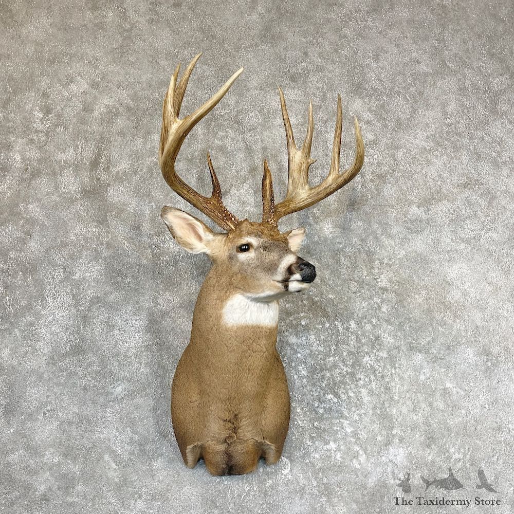 Whitetail Deer Shoulder Taxidermy Mount For Sale #26590 @ The Taxidermy Store