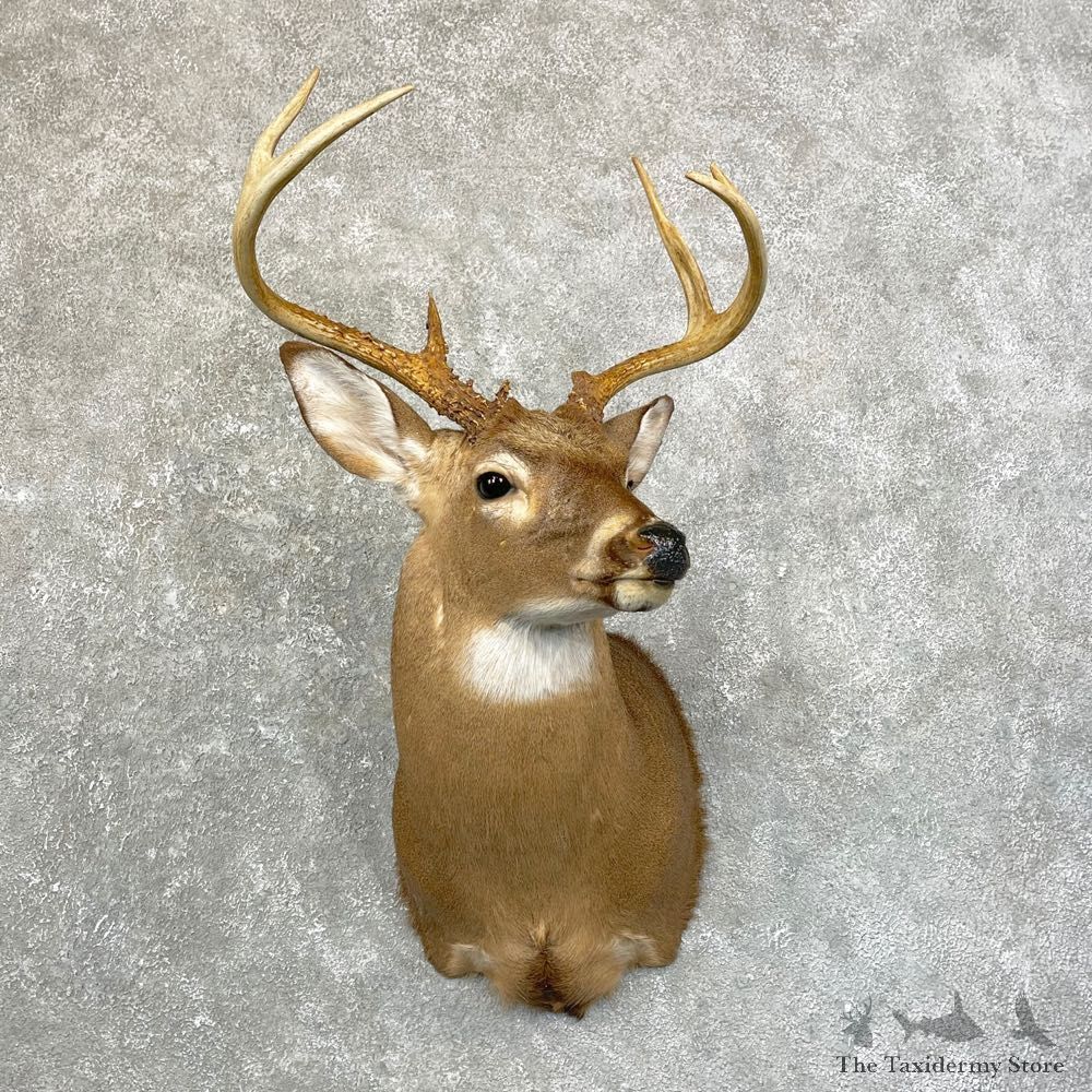 Whitetail Deer Shoulder Mount #24601 For Sale - The Taxidermy Store