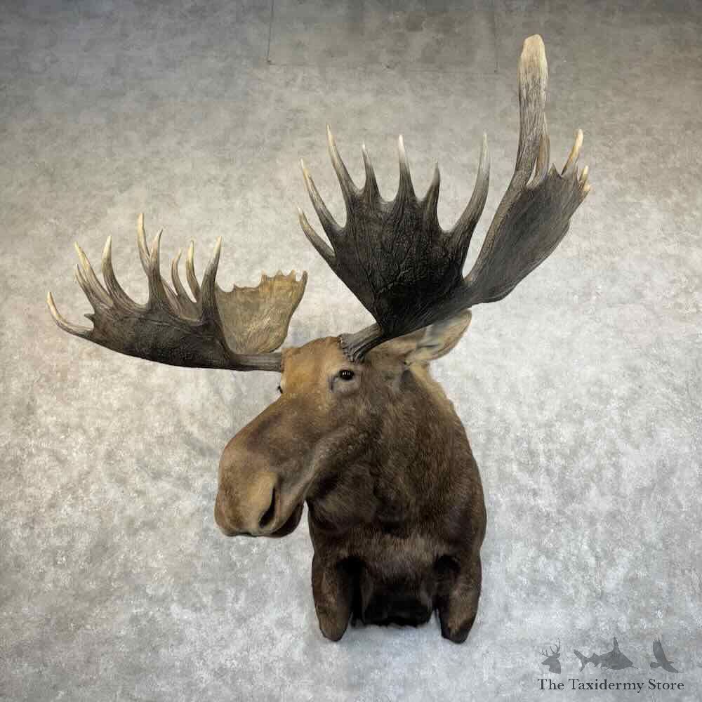 Alaskan Yukon Moose Shoulder Mount For Sale #31466 @ The Taxidermy Store