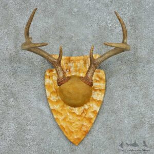 Whitetail Deer Antler Plaque Mount #13684 For Sale @ The Taxidermy Store