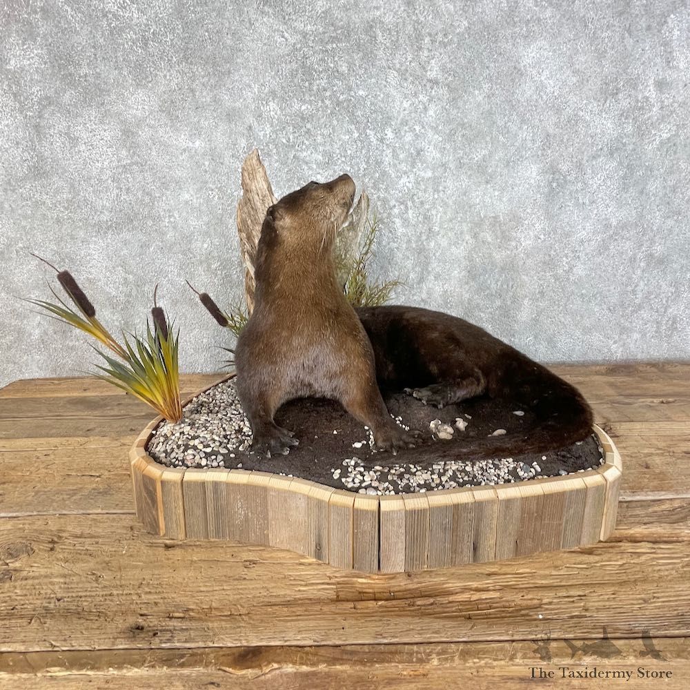 River Otter Life-Size Mount For Sale #25793 @ The Taxidermy Store