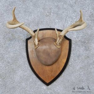 Whitetail Deer Antler Plaque Mount For Sale #15065 @ The Taxidermy Store