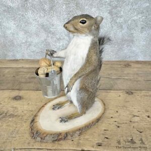Grey Squirrel Novelty Mount For Sale #30585 @ The Taxidermy Store