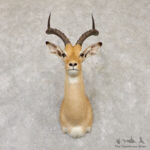 South African Impala Shoulder Mount For Sale #20145 @ The Taxidermy Store