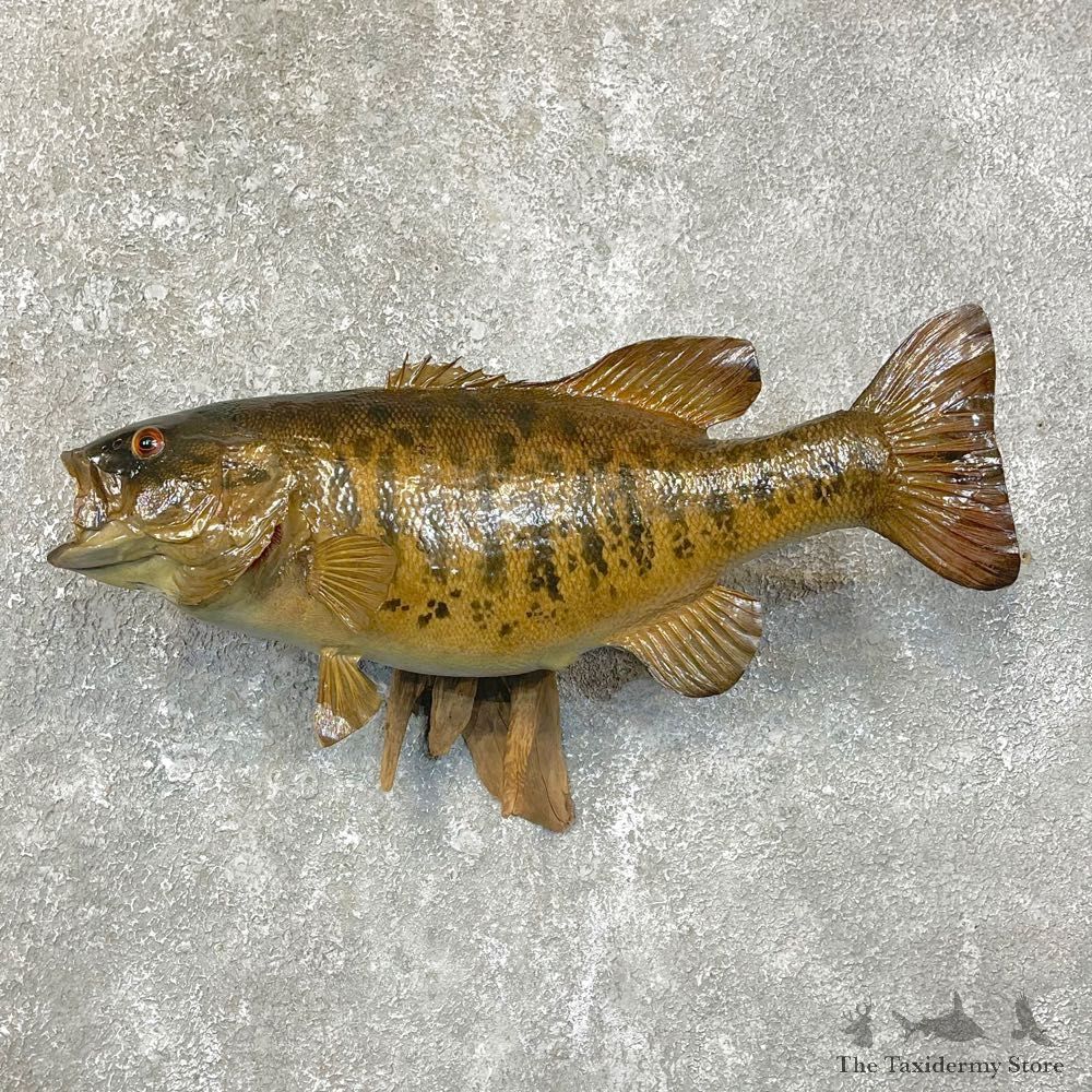 Smallmouth Bass Fish Mount For Sale #24107 @ The Taxidermy Store