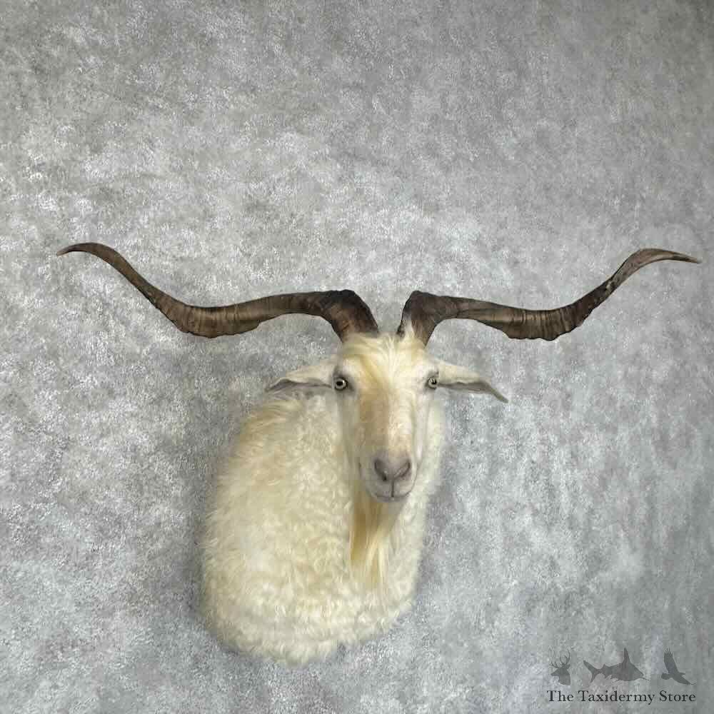 Feral Goat Shoulder Mount For Sale #30938 @ The Taxidermy Store