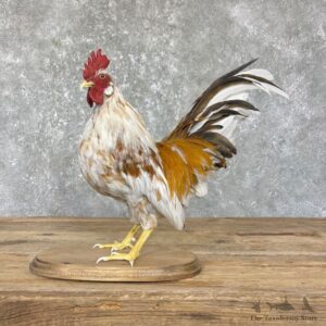 Domestic Chicken Rooster Bird Mount For Sale #26343 @ The Taxidermy Store