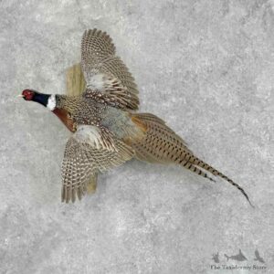 Ringneck Pheasant Bird Mount For Sale #32367 @ The Taxidermy Store