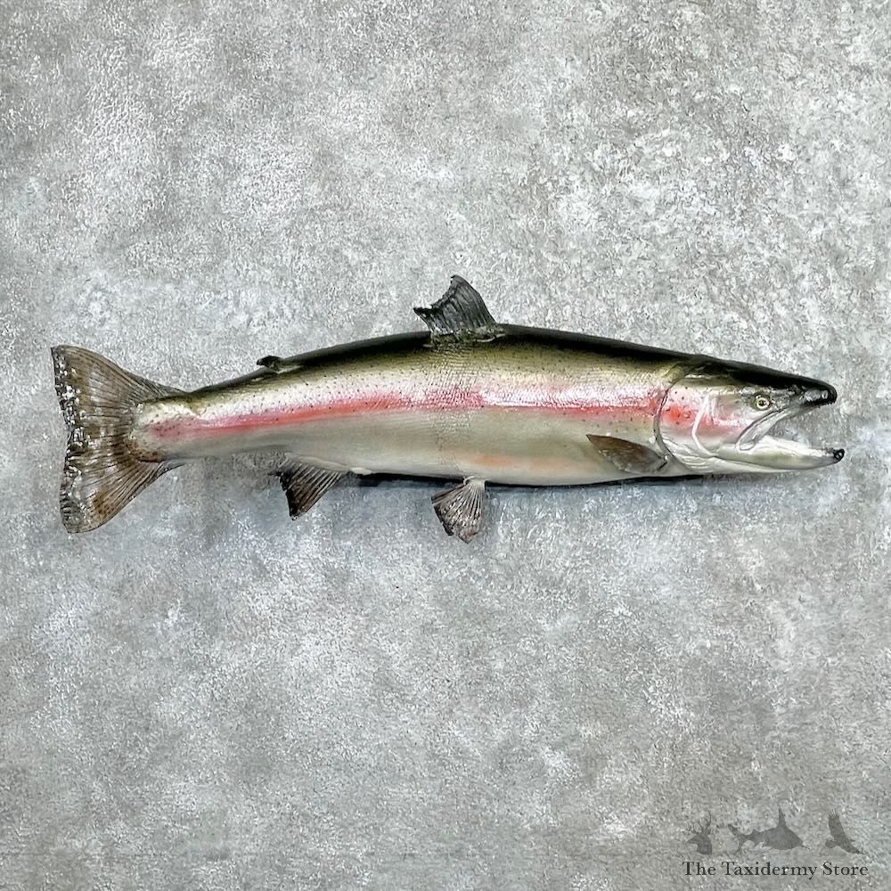 Rainbow Trout Fish Mount For Sale #27454 @ The Taxidermy Store