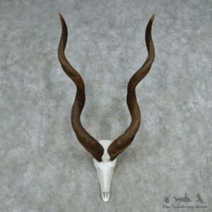 African Kudu Skull & Horn European Mount #13497 For Sale @ The Taxidermy Store