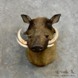 African Warthog Shoulder Mount For Sale #17170 @ The Taxidermy Store