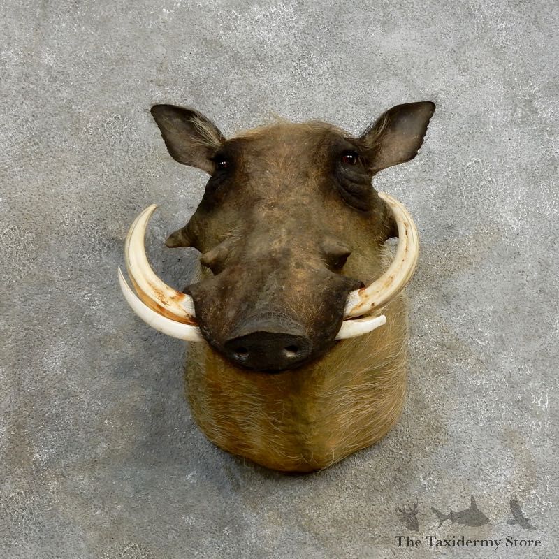 African Warthog Shoulder Mount For Sale #17170 @ The Taxidermy Store