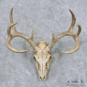 Whitetail Deer Skull Antler European Mount #13864 For Sale @ The Taxidermy Store