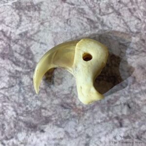 Mountain Lion Cougar Taxidermy Authentic Claw #21926 For Sale @ The Taxidermy Store