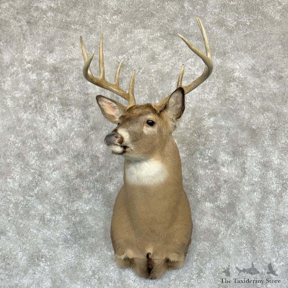 Whitetail Deer Shoulder Mount For Sale #29182 - The Taxidermy Store