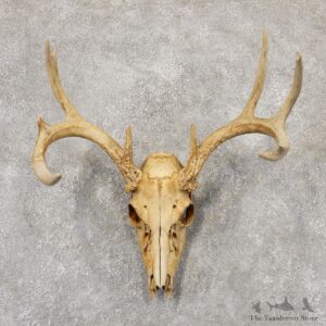 Whitetail Deer Skull European Mount For Sale #18955 @ The Taxidermy Store