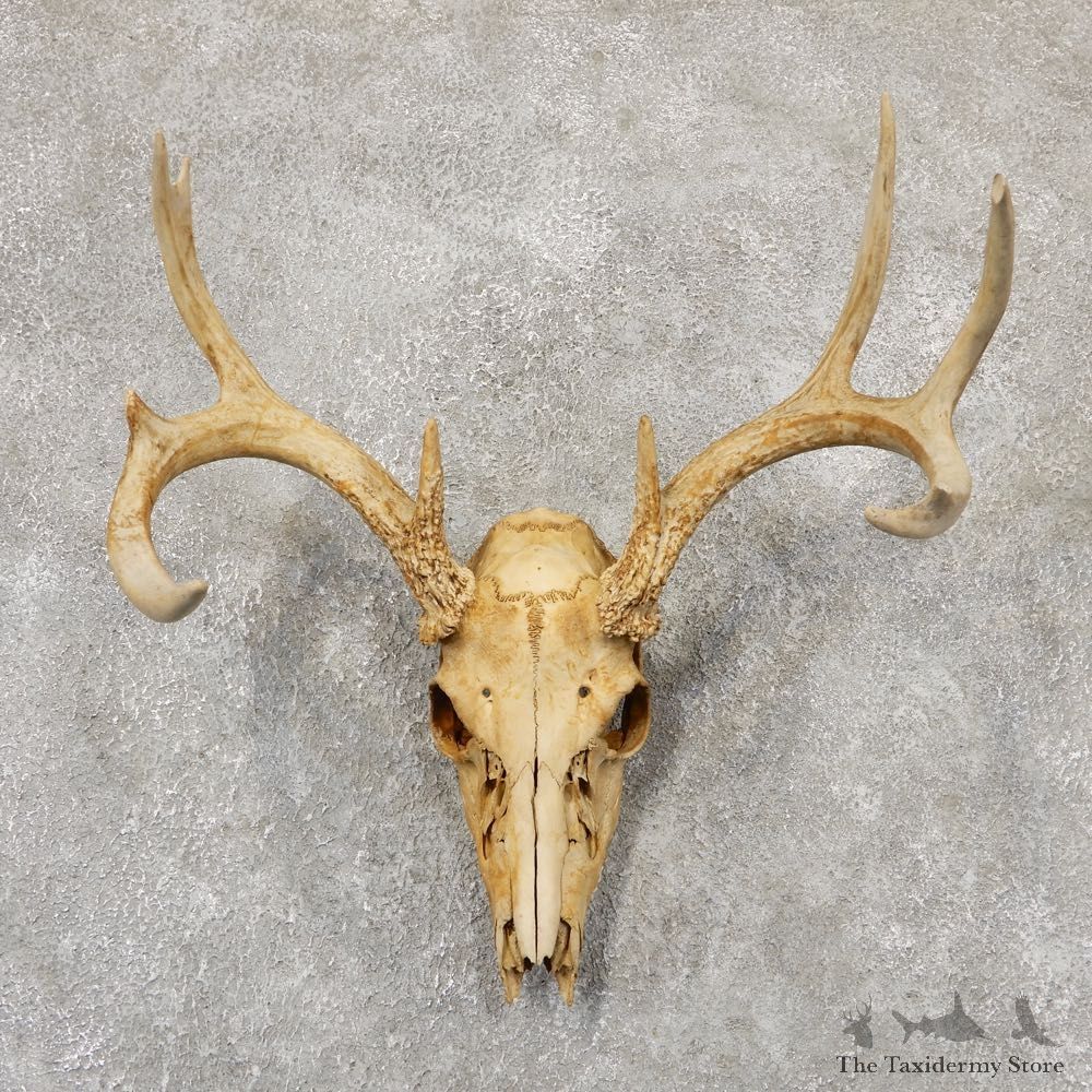 Whitetail Deer Skull European Mount For Sale #18955 @ The Taxidermy Store