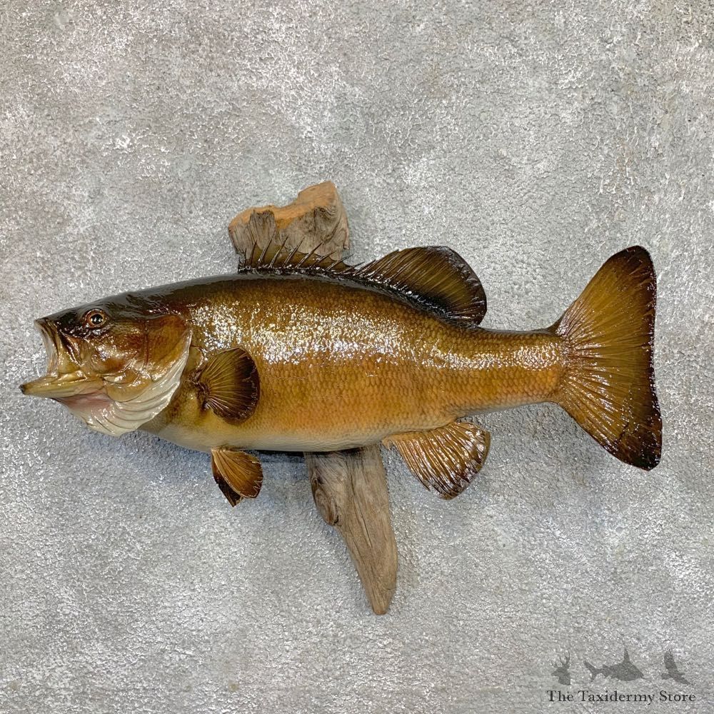 Smallmouth Bass Fish Mount For Sale #23676 @ The Taxidermy Store
