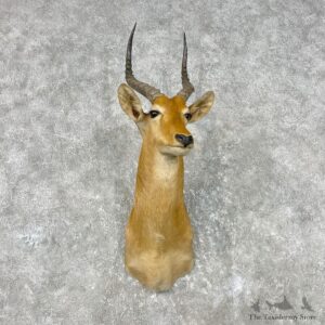 African Puku Shoulder Mount For Sale #26815 @ The Taxidermy Store