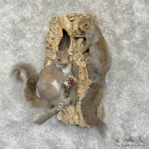 Grey Squirrel Pair Life-Size Mount For Sale #31689 @ The Taxidermy Store