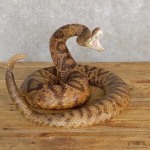 Western Diamondback Rattlesnake Mount For Sale #19978 @ The Taxidermy Store