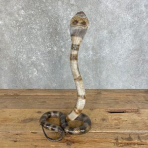 Monocled Cobra Mount For Sale #25127 @ The Taxidermy Store