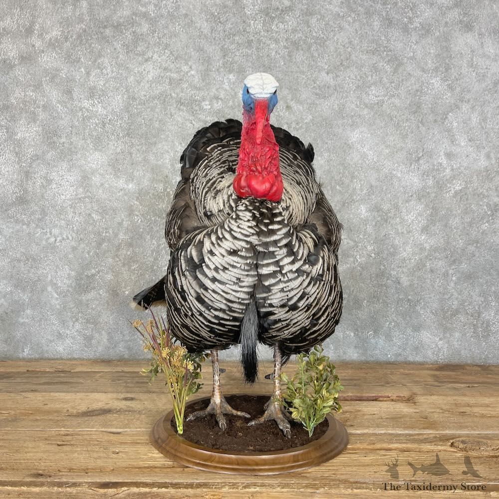 Narragansett Cross Turkey Bird Mount For Sale #27364 @ The Taxidermy Store