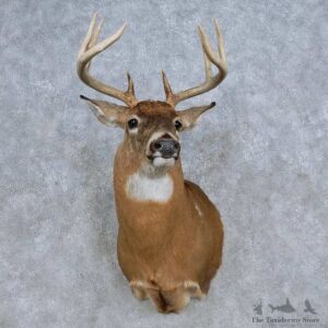 Whitetail Deer Shoulder Mount For Sale #14808 @ The Taxidermy Store
