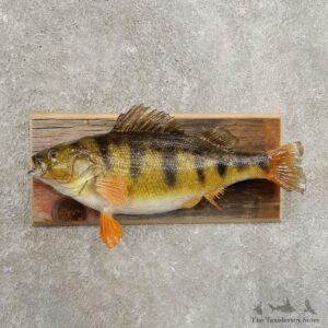 Yellow Perch Fish Mount For Sale #20961 @ The Taxidermy Store
