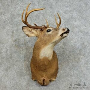 Whitetail Deer Shoulder Mount For Sale #16119 @ The Taxidermy Store