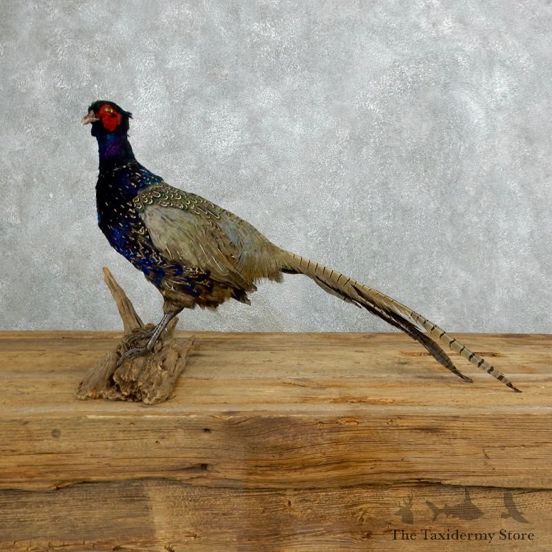 Green Pheasant Taxidermy Mount #18271 For Sale @ The Taxidermy Store