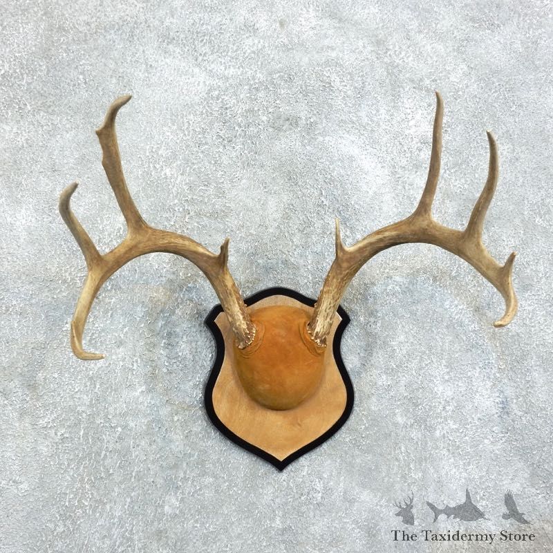 Whitetail-Deer-Antlers-Plaque-Taxidermy-Mount #18370 For Sale @ The Taxidermy Store
