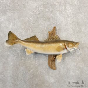 Walleye Taxidermy Fish Mount #20862 For Sale @ The Taxidermy Store