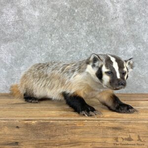 American Badger Life-Size Mount For Sale #22830 @ The Taxidermy Store