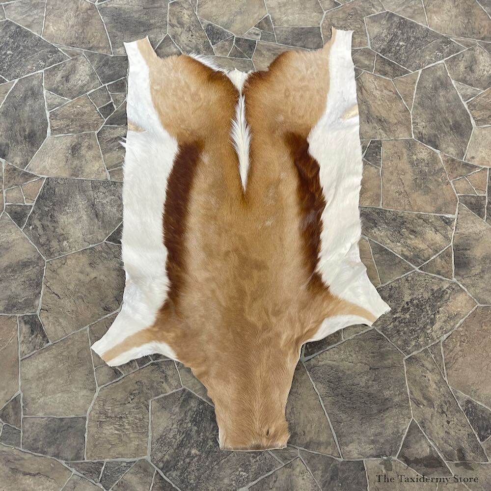 Springbok Taxidermy Hide For Sale #27897 @ The Taxidermy Store