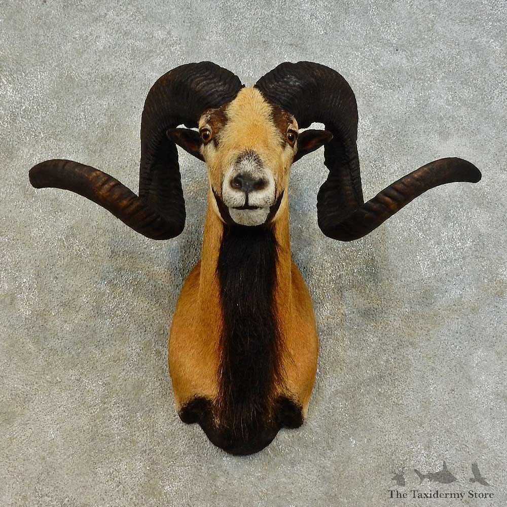 Corsican Ram Shoulder Mount For Sale #16512 @ The Taxidermy Store