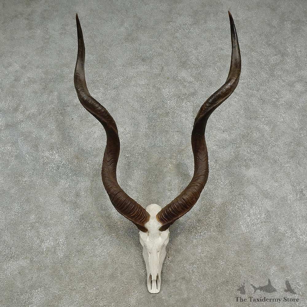 Greater Kudu Skull European Mount For Sale #16954 @ The Taxidermy Store