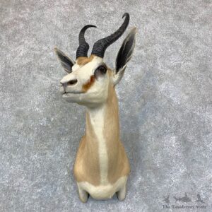 Cape Springbok Shoulder Mount For Sale #22960 @ The Taxidermy Store