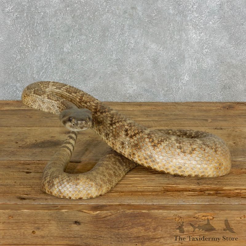 Western Diamondback Rattlesnake Mount For Sale #18015 @ The Taxidermy Store