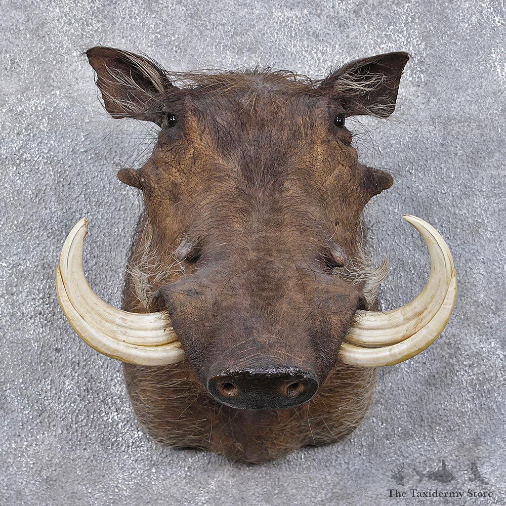 African Warthog Shoulder Taxidermy Mount #12483 For Sale @ The Taxidermy Store