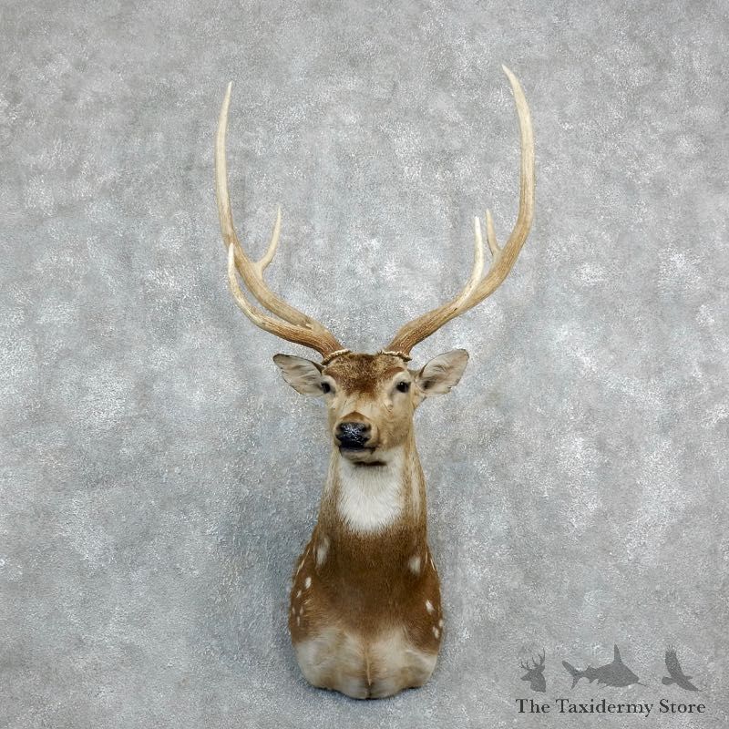 Axis Deer Shoulder Mount For Sale #18284 @ The Taxidermy Store