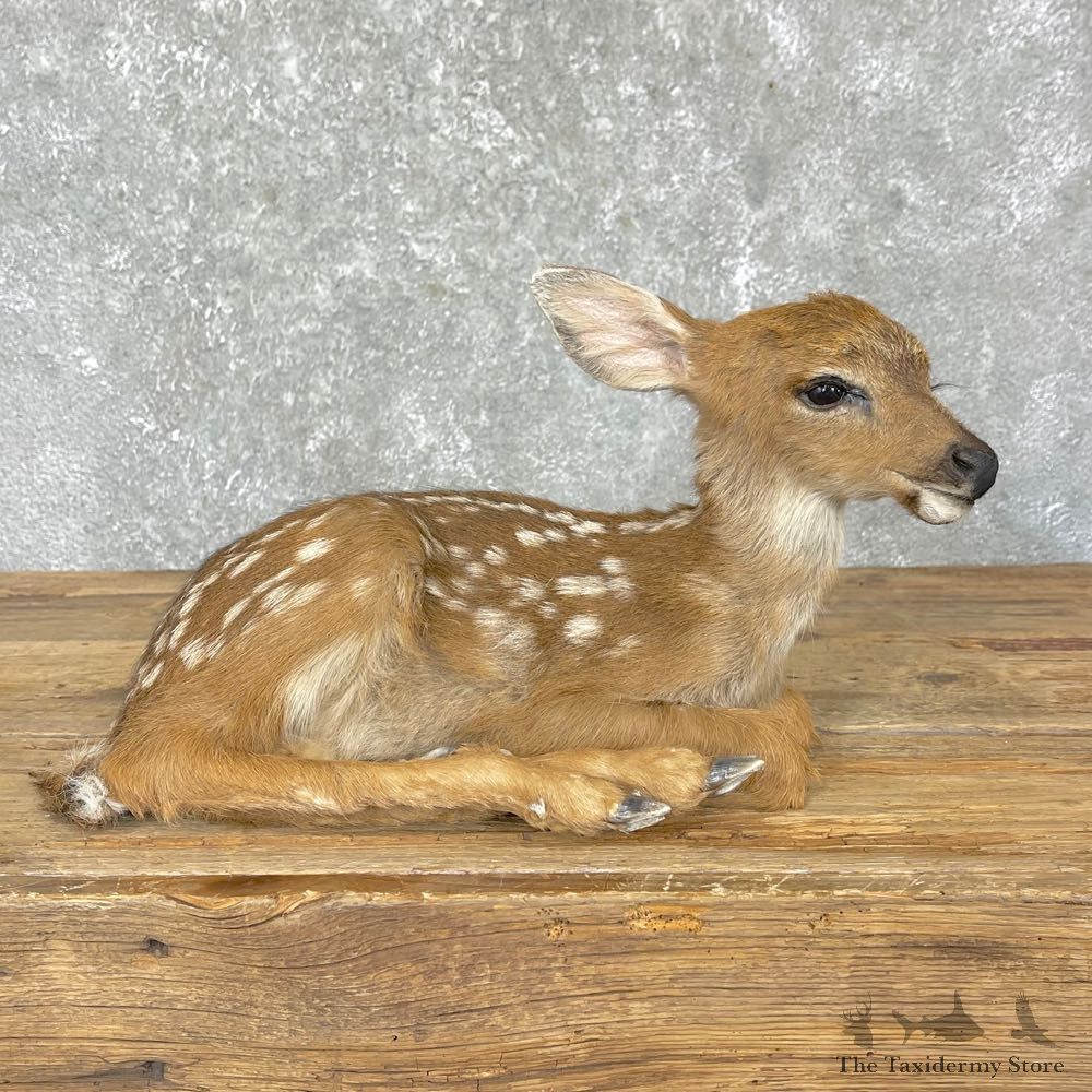 Whitetail Deer Fawn Life-Size Mount For Sale #24696 - The Taxidermy Store